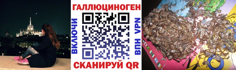 Галлюциногенные грибы Psilocybe  Люберцы 